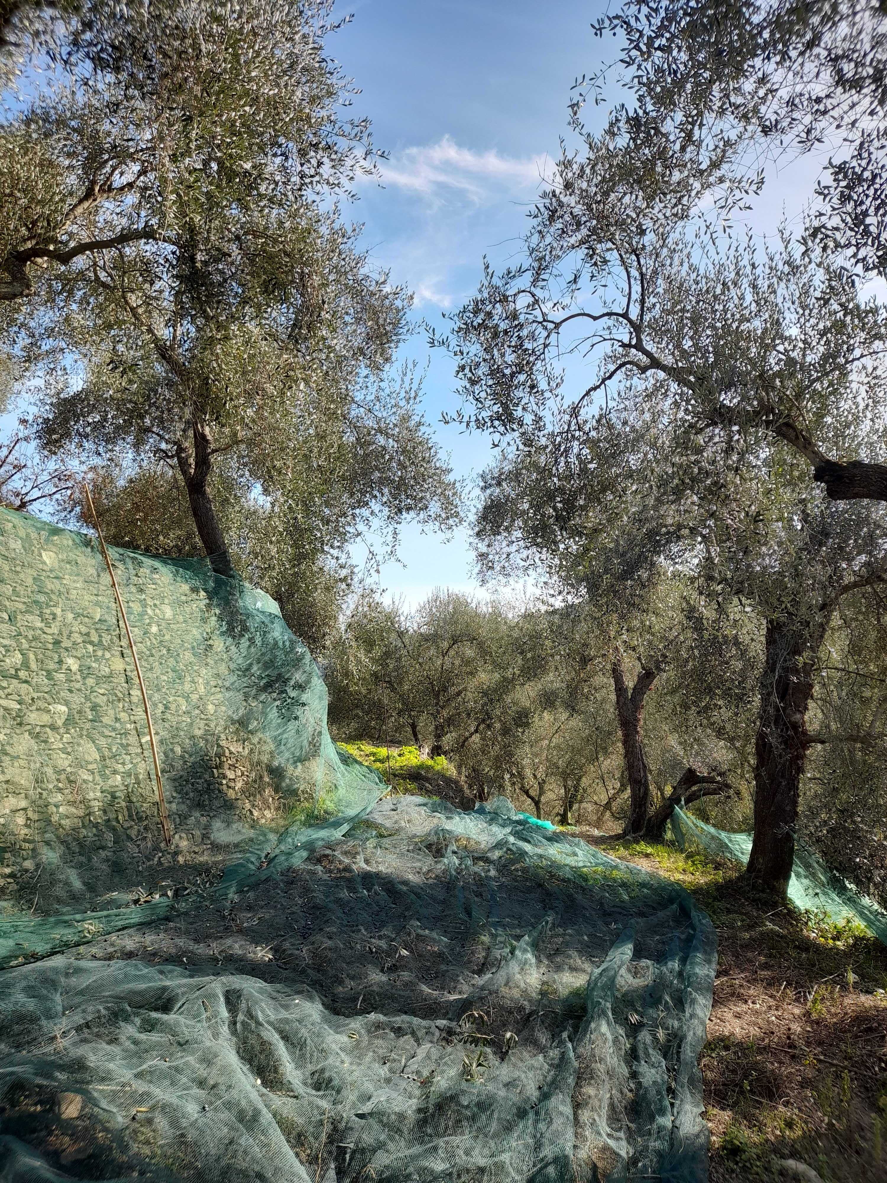 Olive fasce liguria